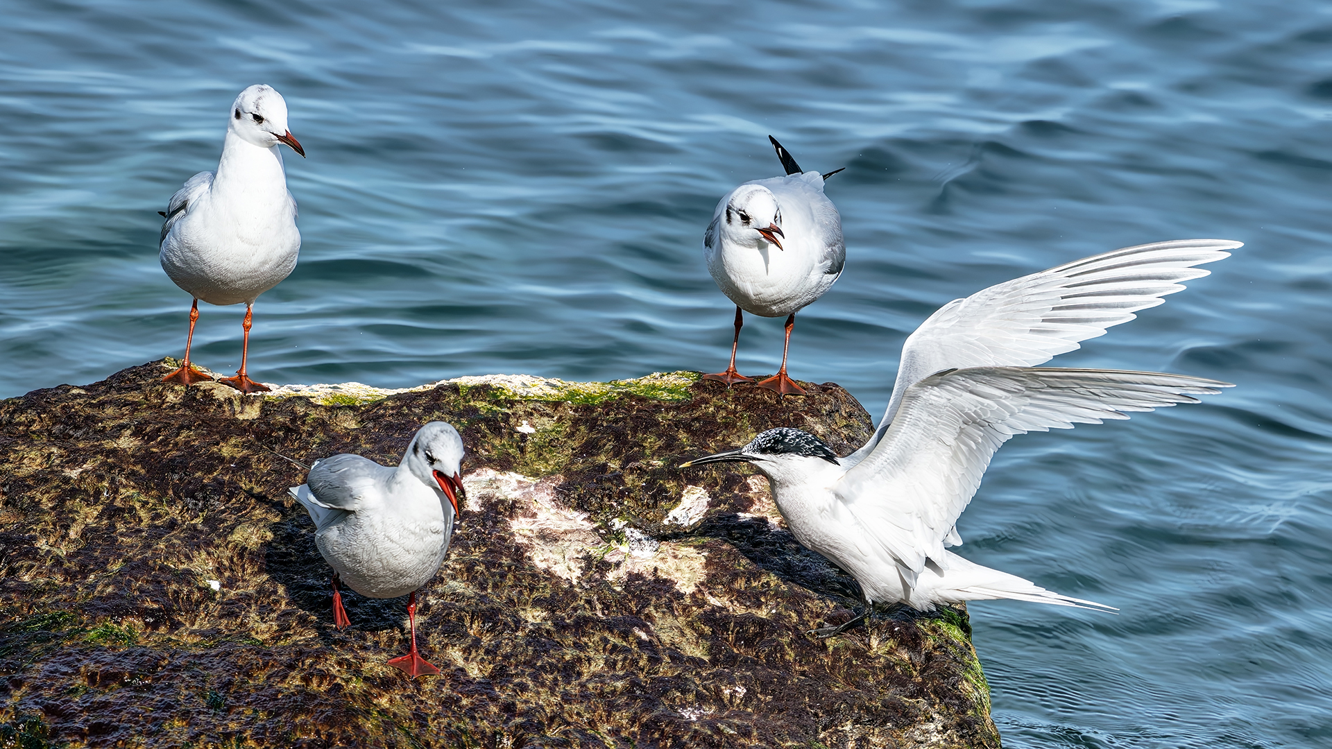 Sandwich Tern